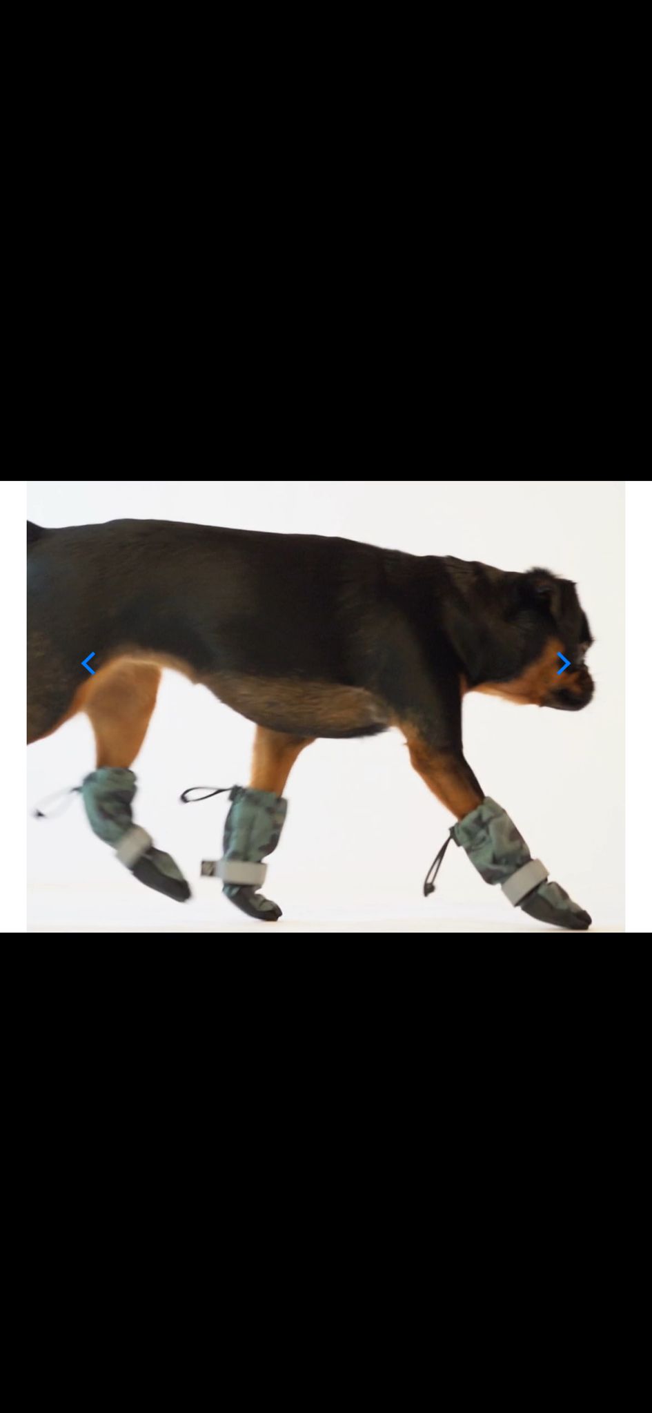 Dog wearing protective pet footwear